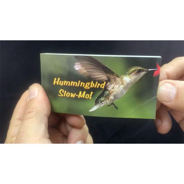 Daumenkino Hummingbird Slo-Mo